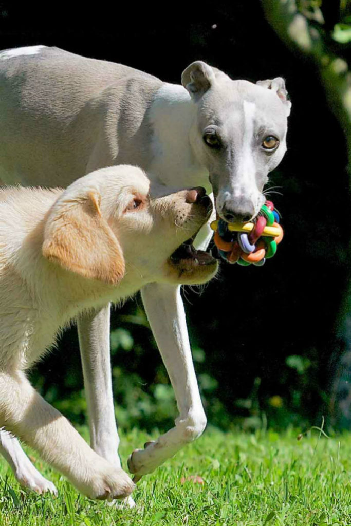 whippet lab mix