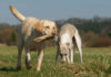 whippet lab mix