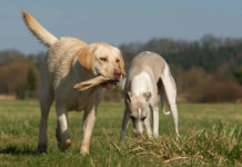 whippet lab mix