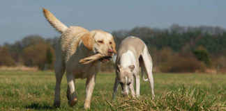 whippet lab mix