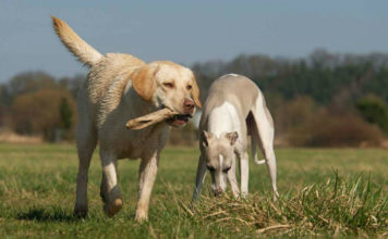 whippet lab mix