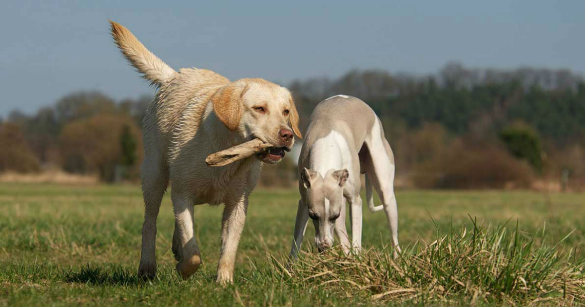 yellow lab whippet mix