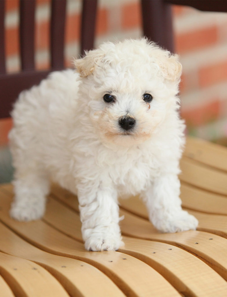 large white furry dog