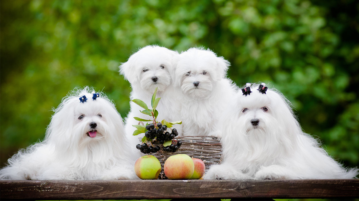 cute white dog breeds