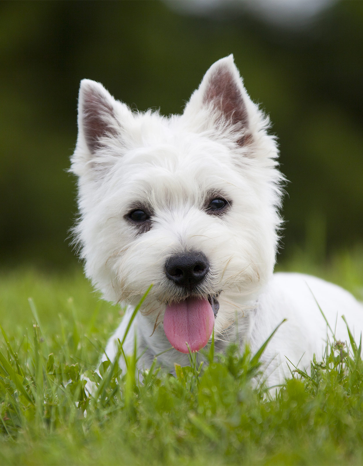 White Dog Breeds Discover The Pups As Pale As Snow!