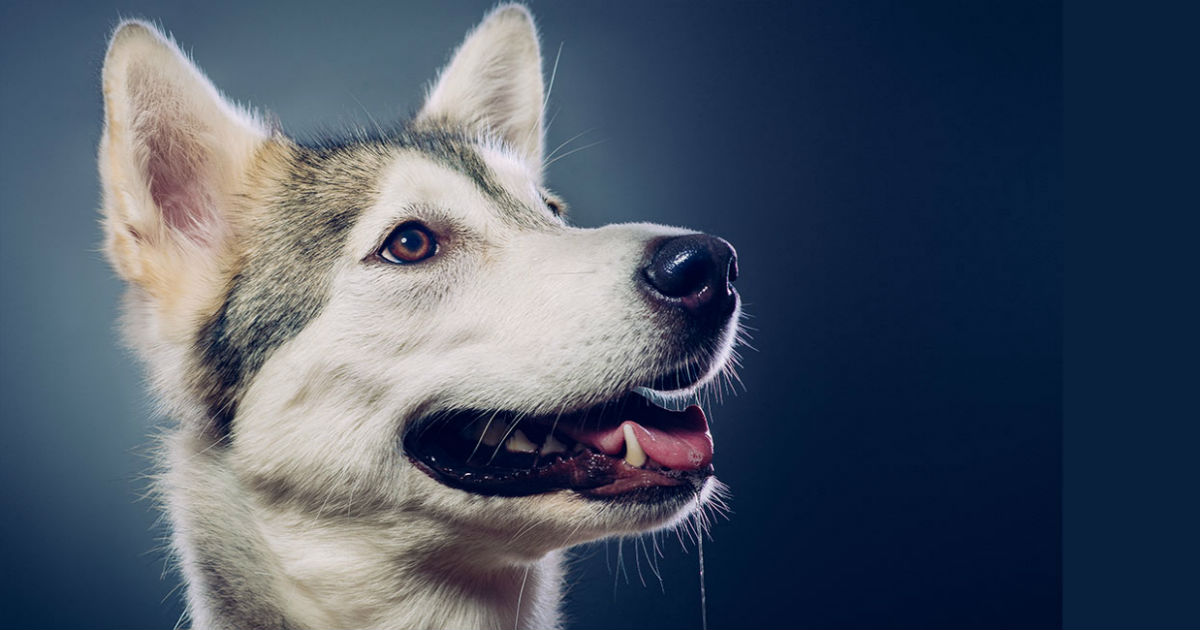 carolina dog husky mix