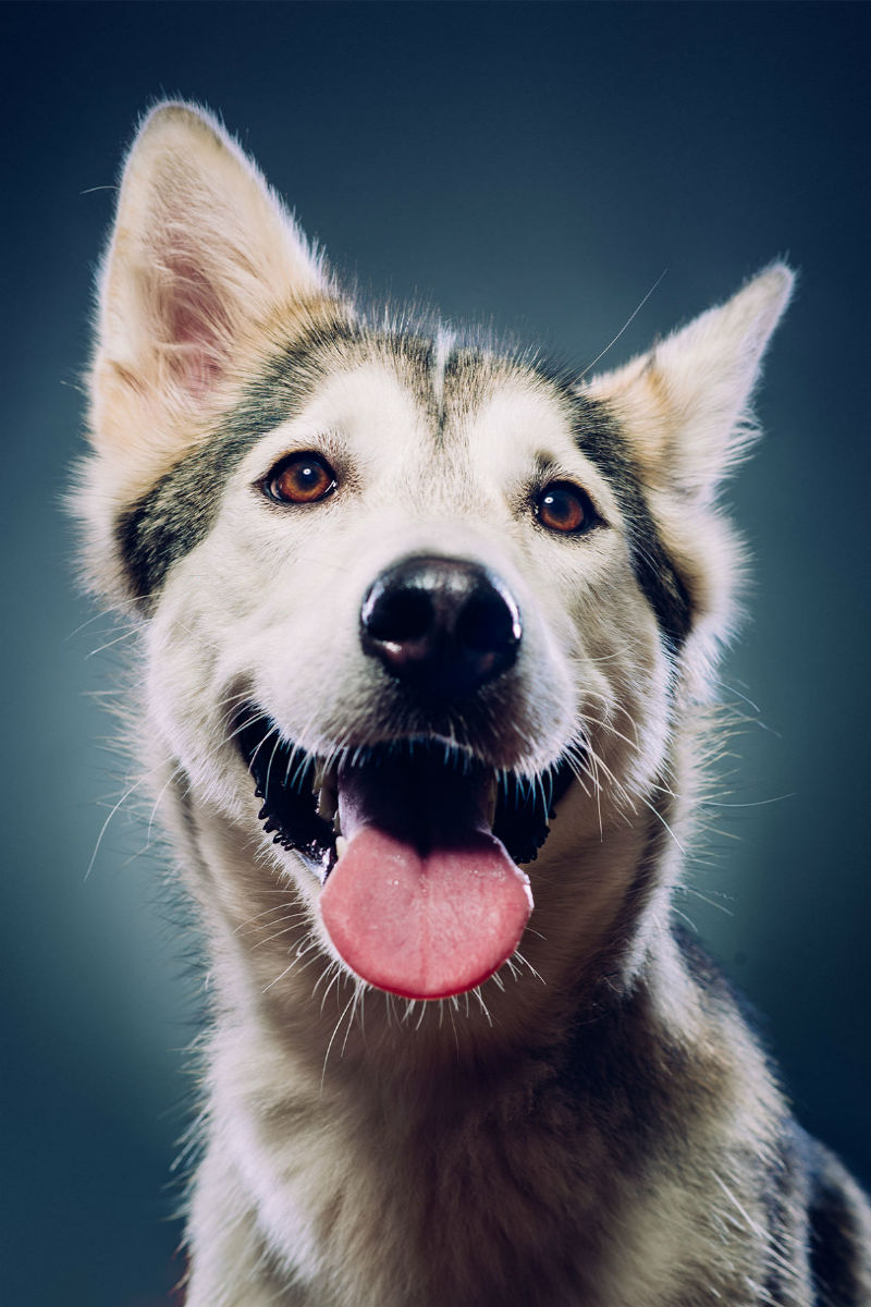 siberian husky wolf hybrid puppies