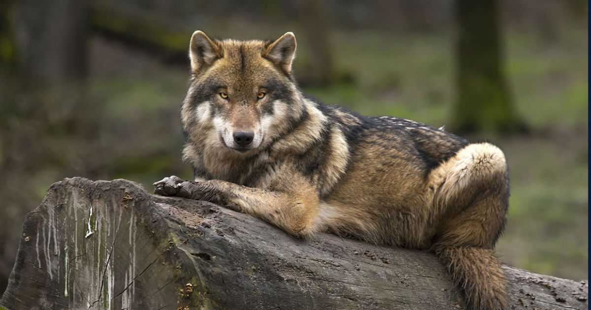 Wolf And Rare Dog Breeds