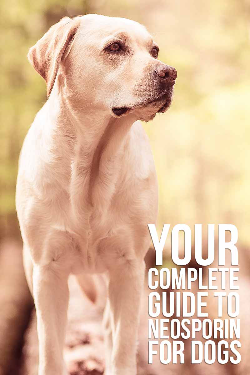 Your complete guide to Neosporin for dogs - Dog health & care advice from The Labrador Site.