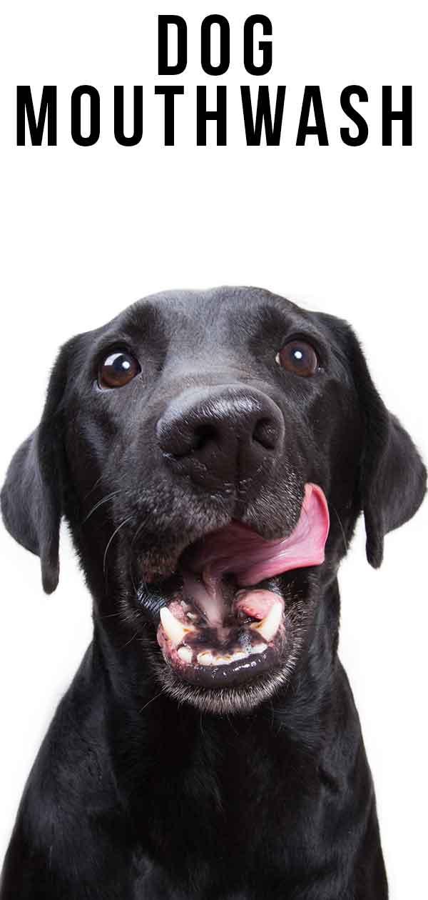 Dog Mouthwash – How to Keep Your Pet’s Breath Fresh