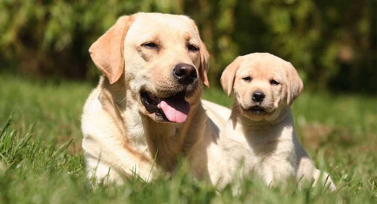 older dog being aggressive to puppy