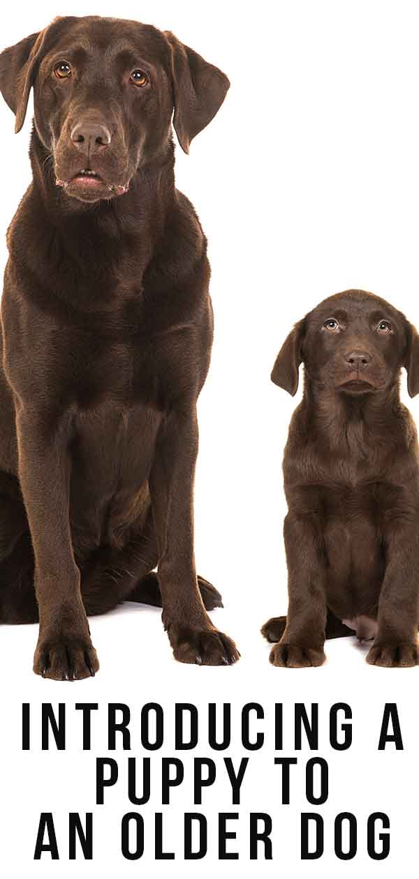 How to introduce my new puppy to my older dog Introducing A Puppy To An Older Dog Getting Off On The Right Paw