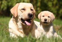 Older dog and puppy introduced outdoors