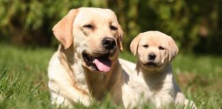 Older dog and puppy introduced outdoors