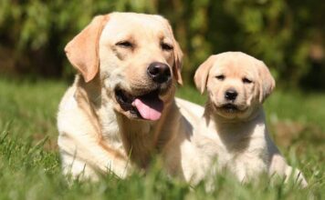 Older dog and puppy introduced outdoors