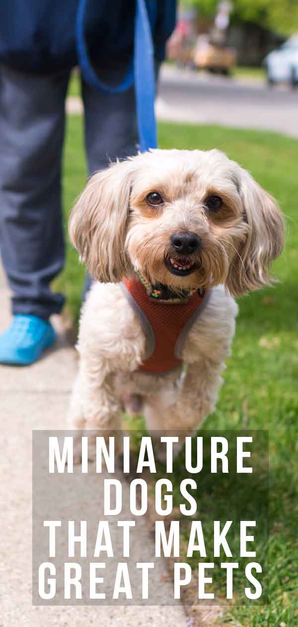 Cani in miniatura che fanno grandi animali domestici
