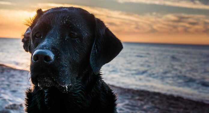 Pet loss quotes