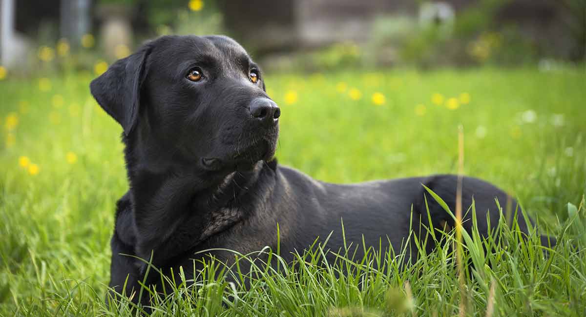 dog food for labs with allergies