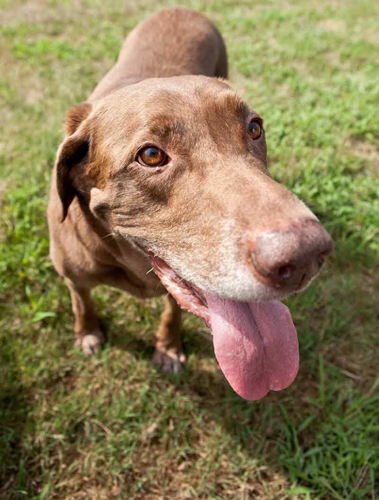 Dog Mouthwash How to Keep Your Pet’s Breath Fresh