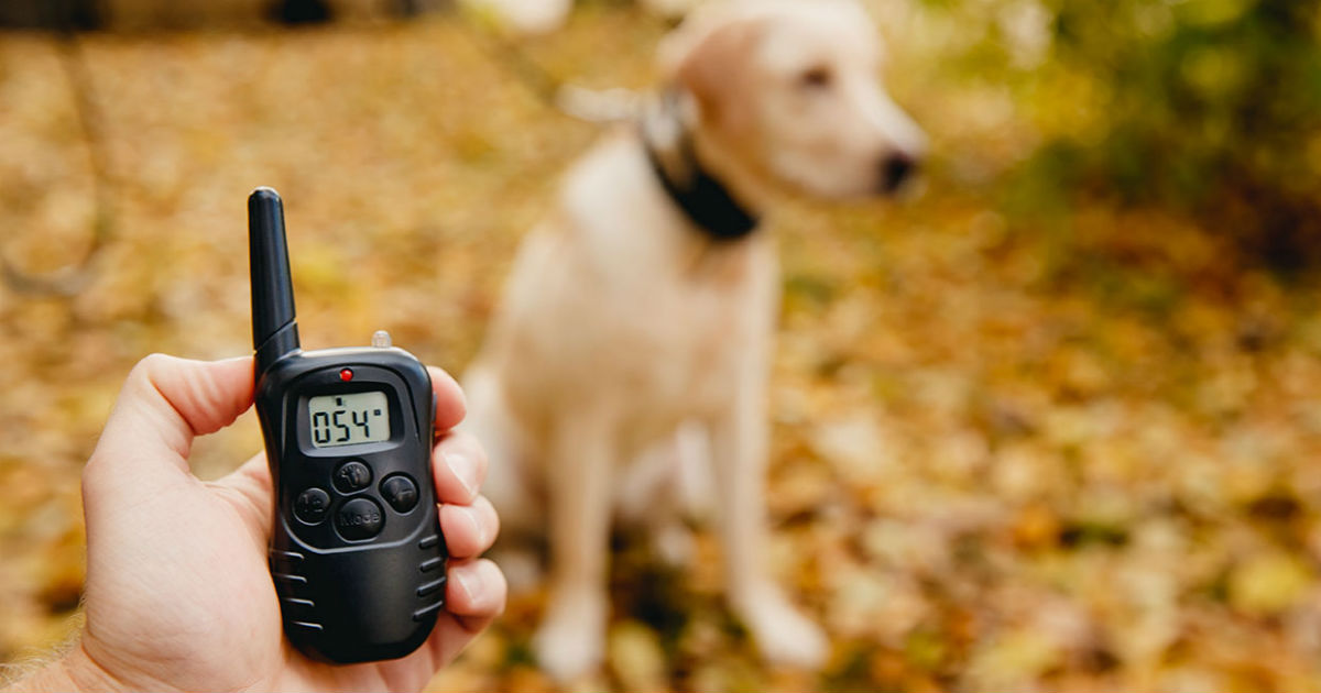 dog shock trainer