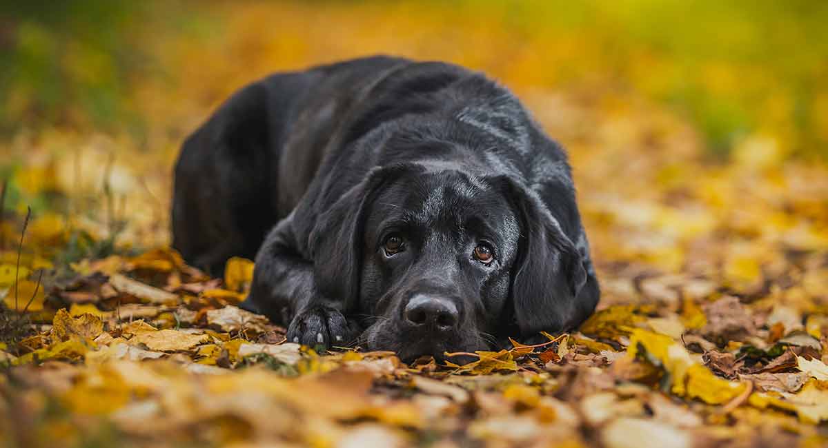 best vitamins for labrador retrievers