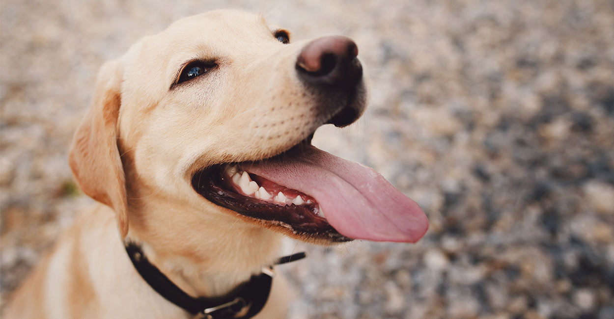 What Vitamins Should I Give My Dog