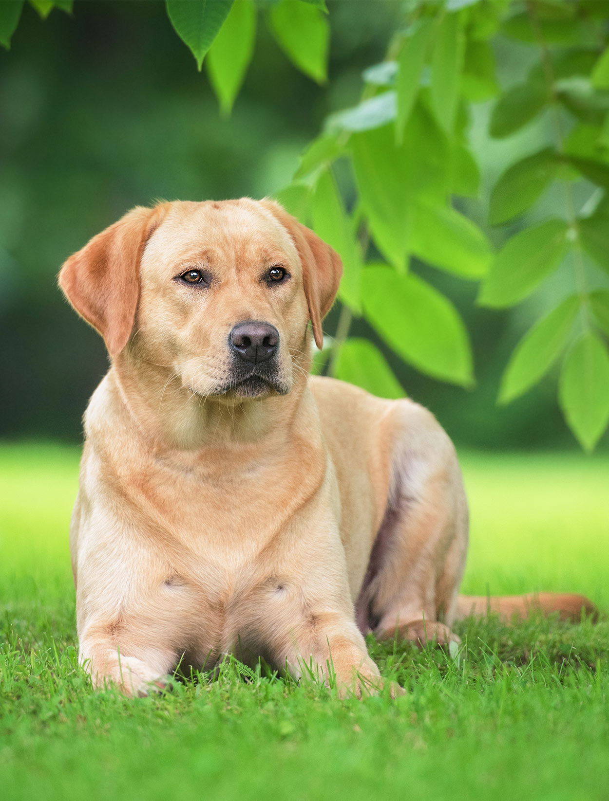 best vitamins for labrador retrievers