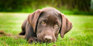 Are essential oils for dogs helpful?