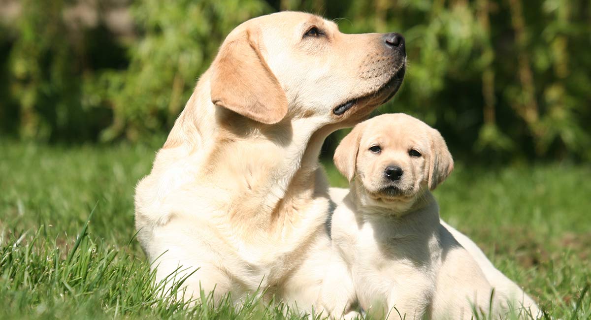 introducing a puppy to an older dog