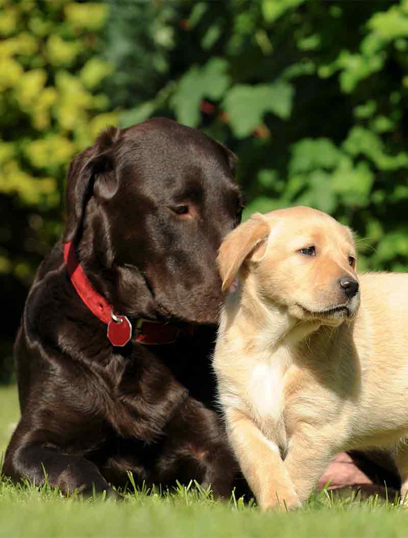 dog attacking puppy