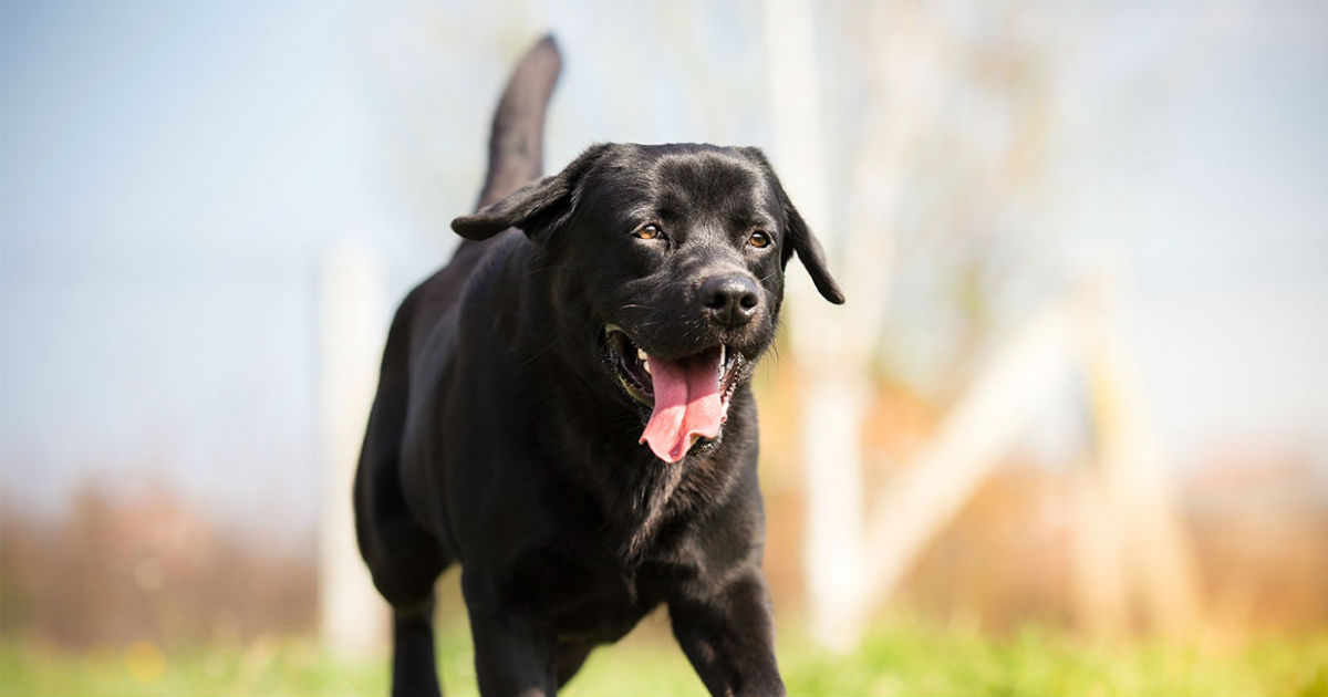 Best Joint Supplements for Dogs and Whether They Really Help