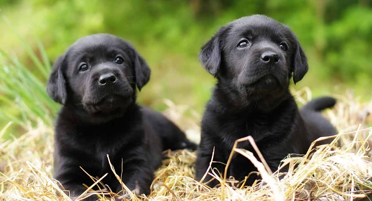 Toys to Keep Dogs Busy while School is in Session