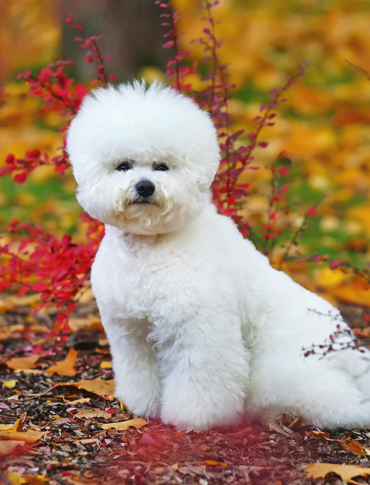 mini fluffy dogs