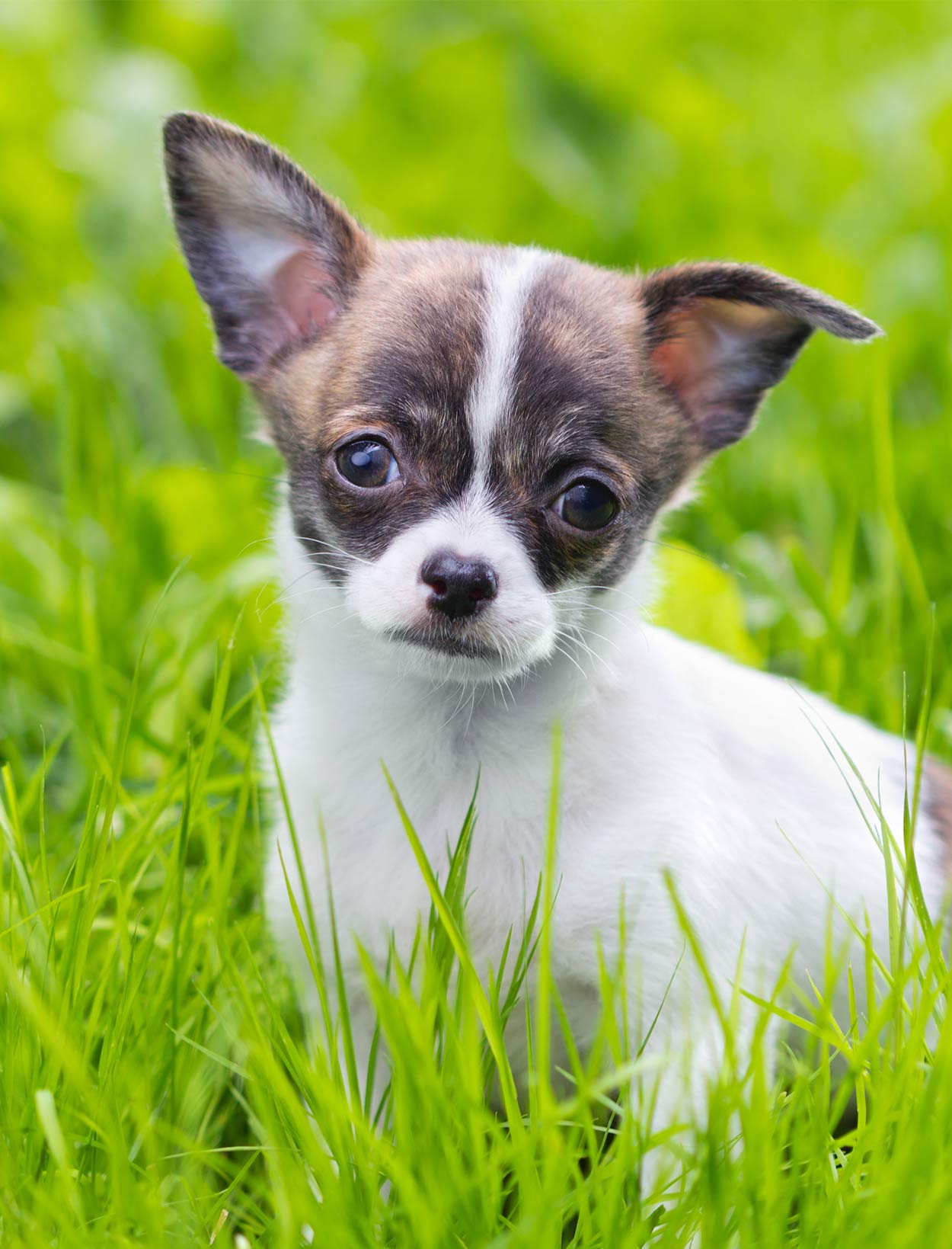Cani in miniatura
