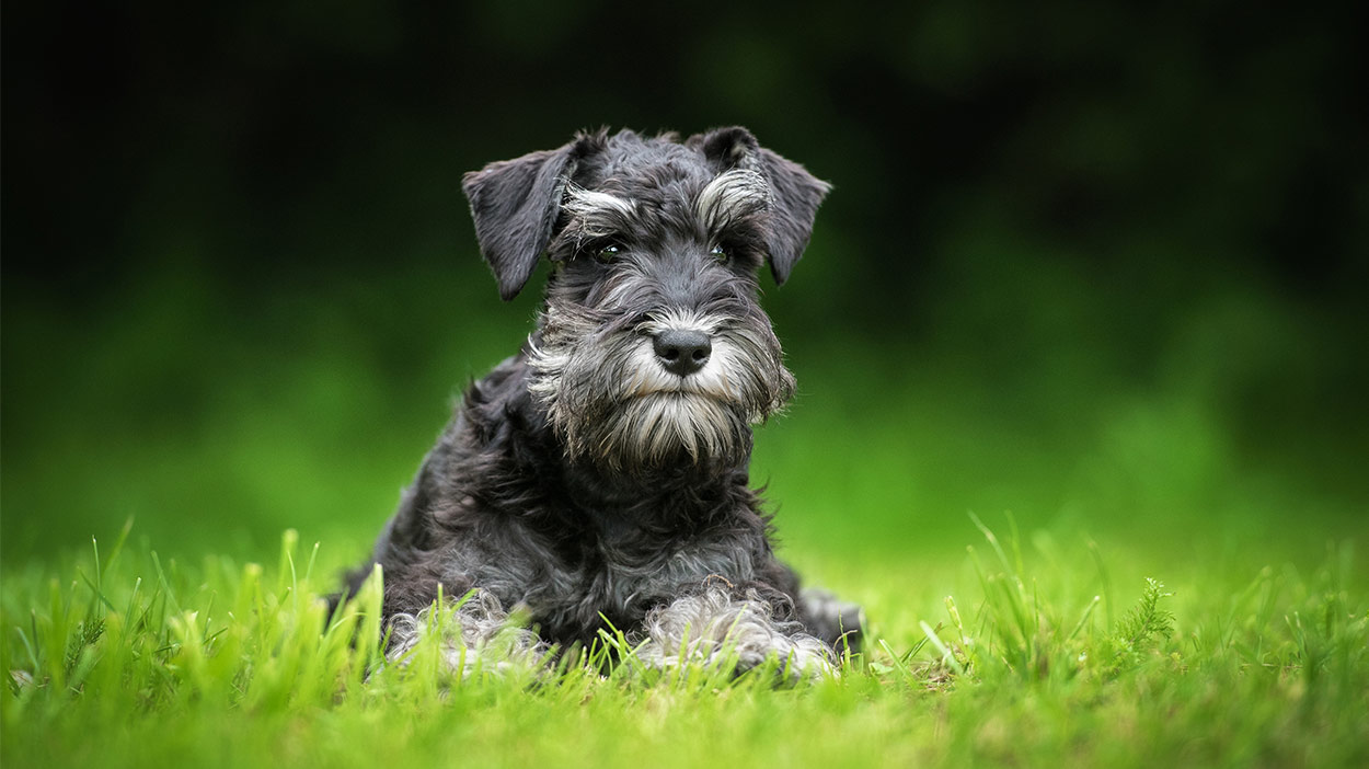 small miniature dogs