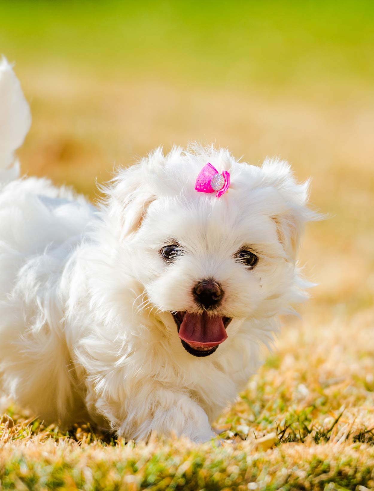 mini fluffy dogs