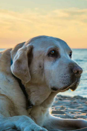 Pet Loss Quotes to Help You Cope When Times Are Tough