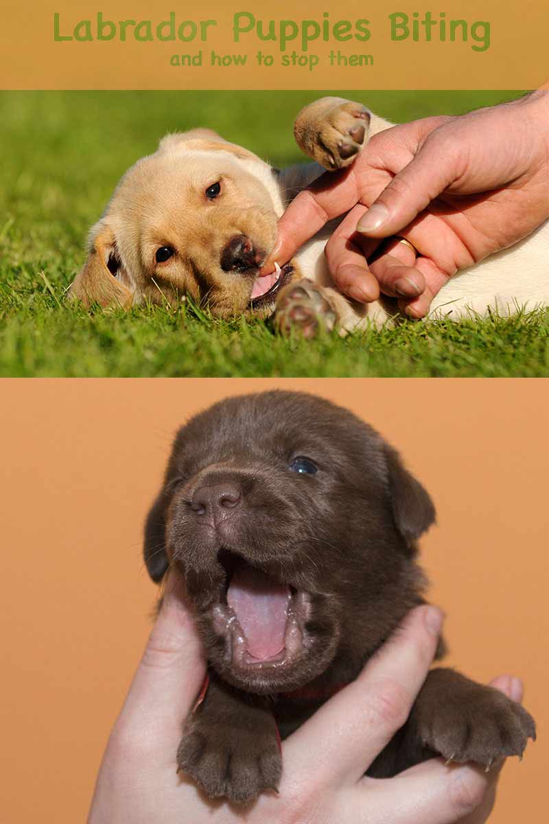 Find out how to stop a puppy from biting you and start enjoying him again.