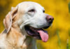 skin tags on dogs