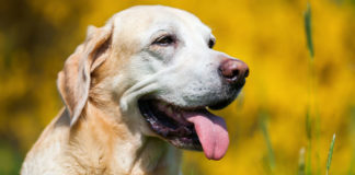 skin tags on dogs