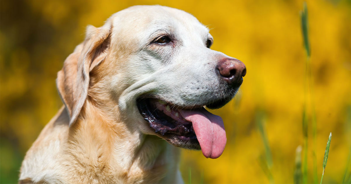 human wart remover on dogs