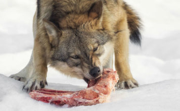 what do wolves eat