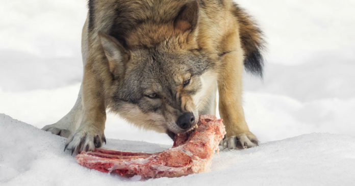 what do wolves eat