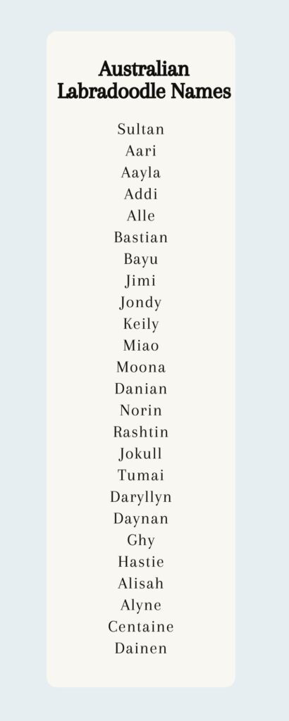 australian labradoodle names