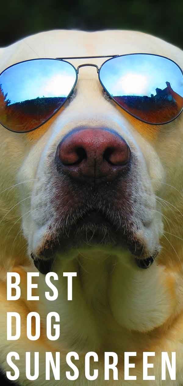 best sunscreen for white dogs