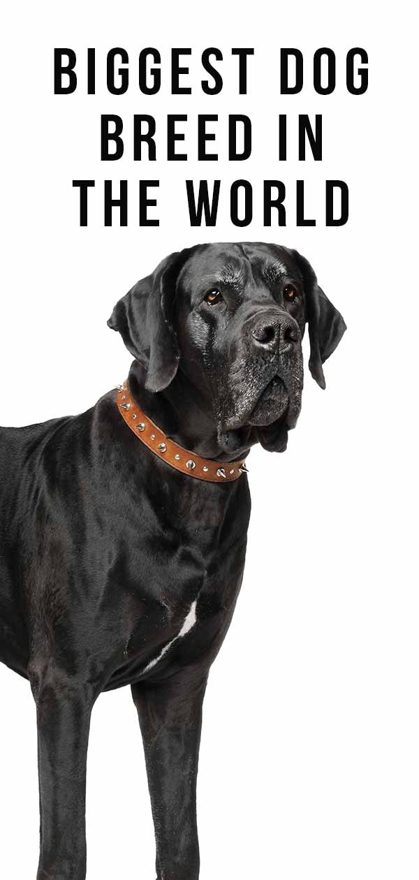 biggest dog breed in the world