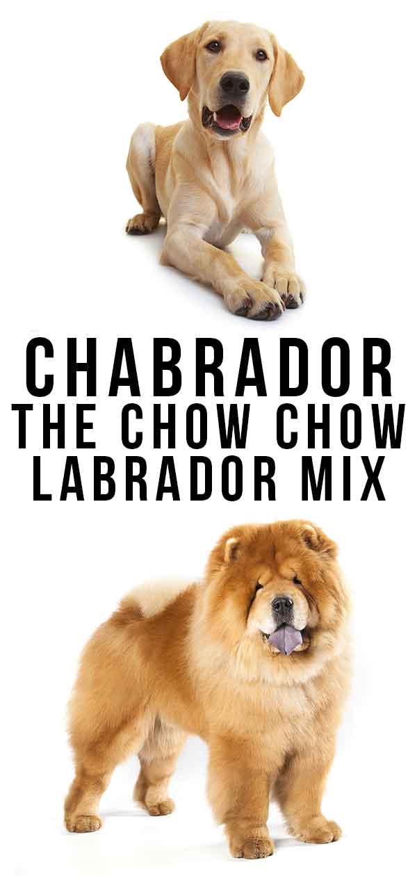 chow chow and labrador