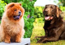 chow chow lab mix