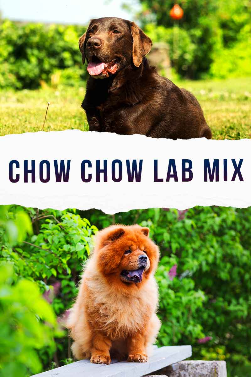 websted røg ingeniørarbejde Chow Chow Lab Mix Breed Information - A Guide To The Chabrador Dog