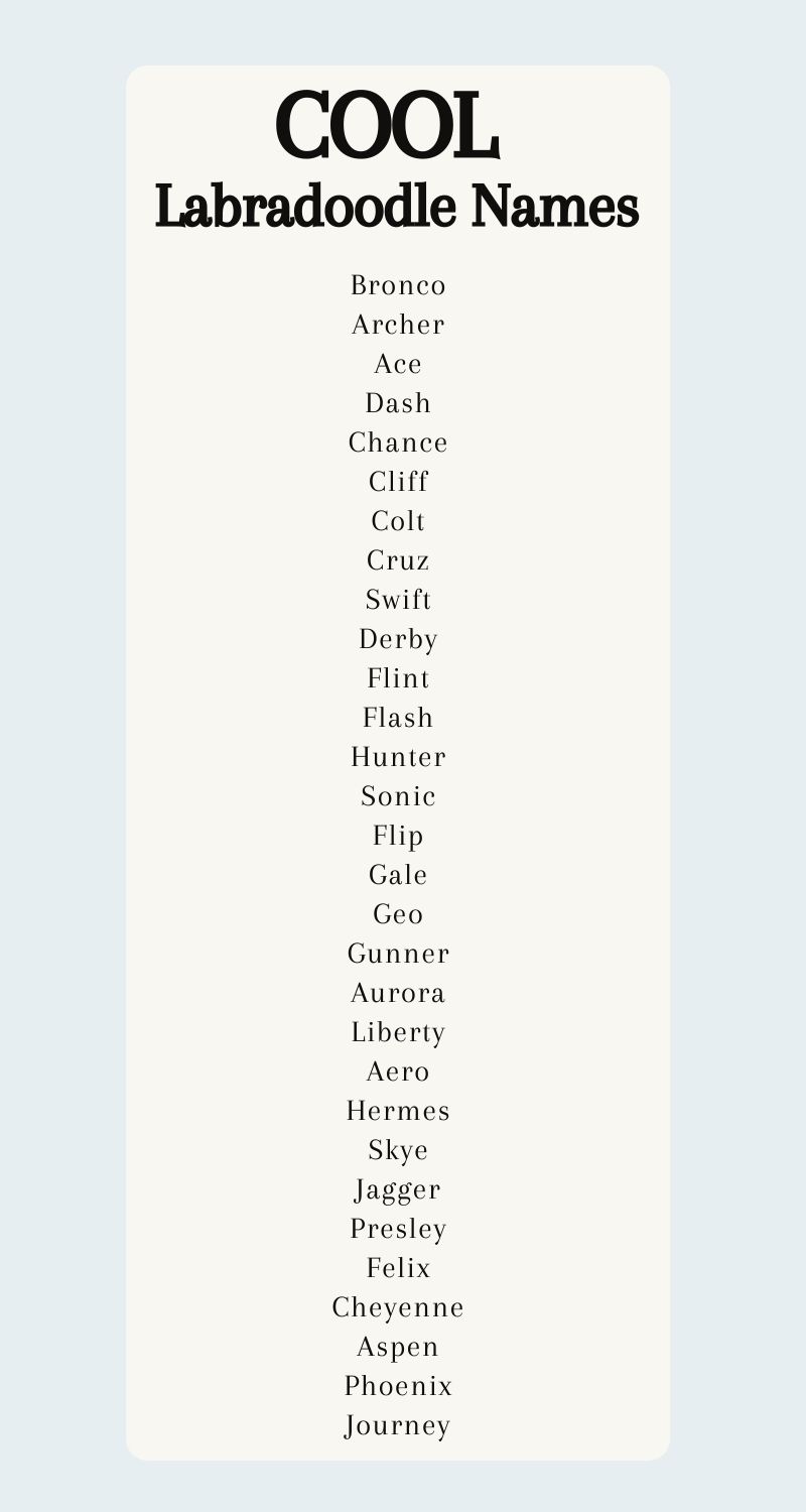 Labradoodle Names 250 Adorable Ideas For Naming Your Puppy